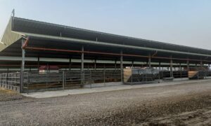 Tehenek e1773735012559 (1)