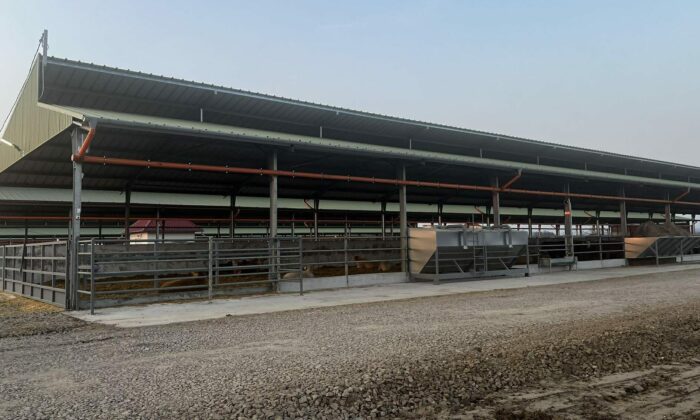 Tehenek e1773735012559 (1)